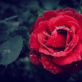 Photo by Jovana Nesic | Pexel